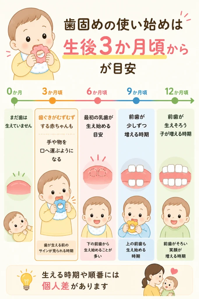 歯固めを使い始める目安を示す図